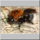 Bombus hypnorum - Baumhummel Koenigin 02b - Sandgrube Niedringhaussee.jpg